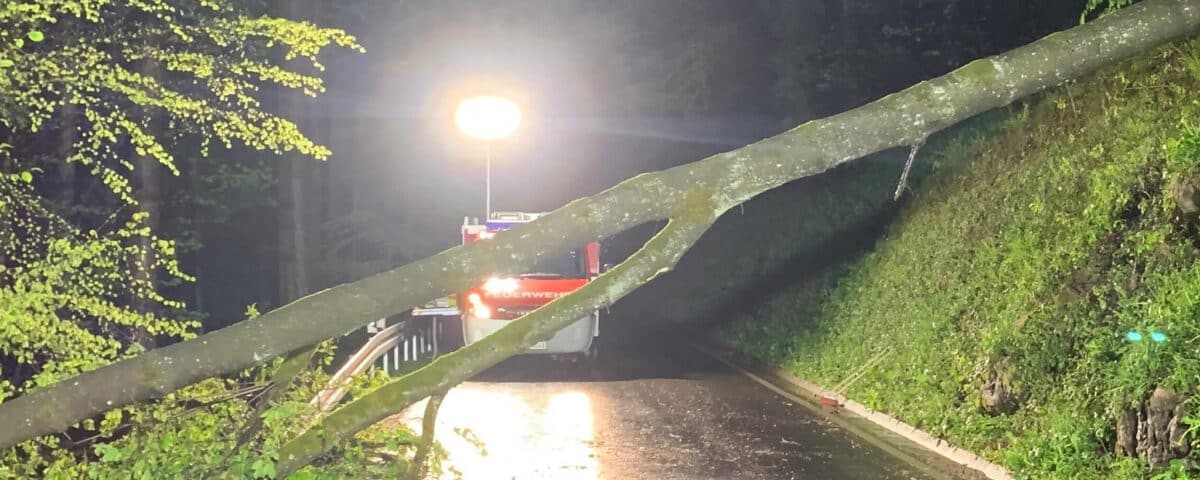 Umgestürzter Baum Spiegelberg