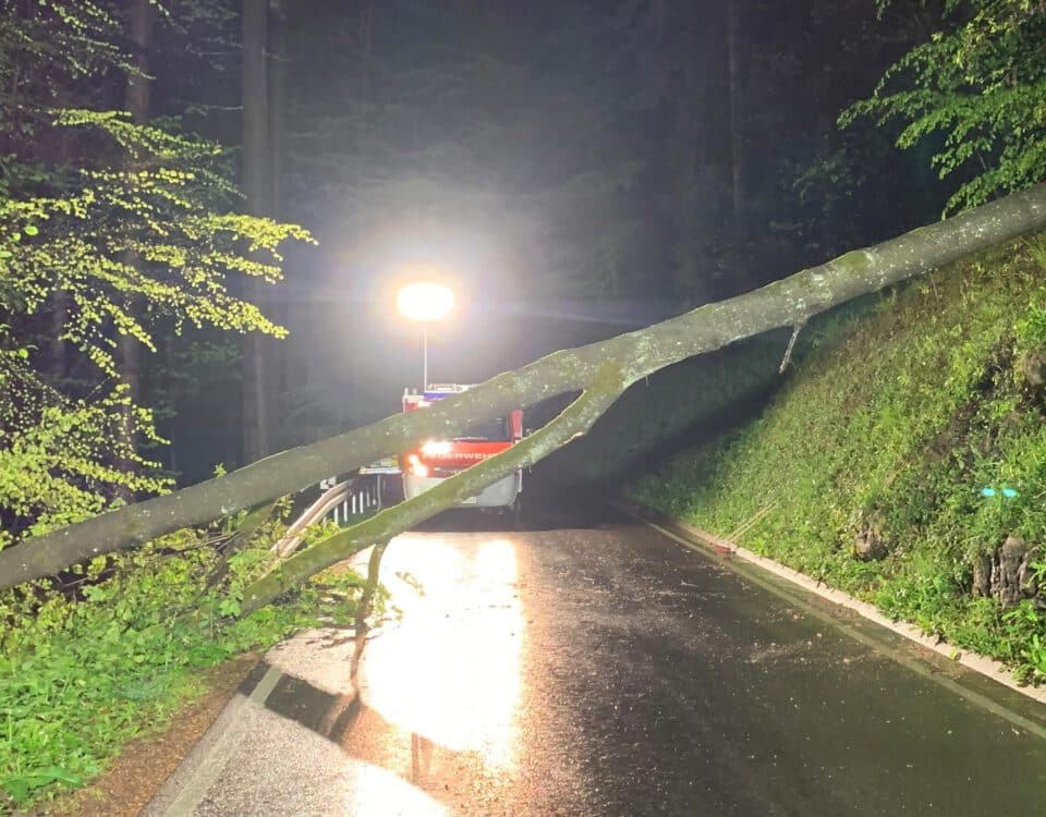 Umgestürzter Baum Spiegelberg